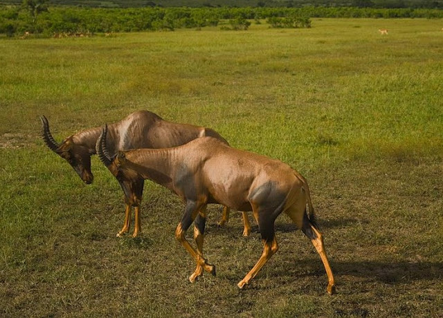 Masai Mara National Park Wild Animals 21