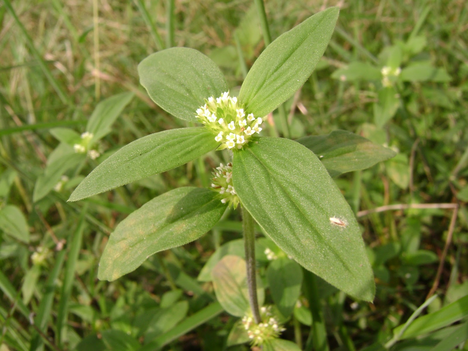 TENGOKU NO SHIZEN Zassou Weeds