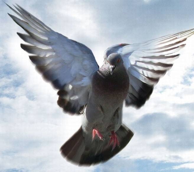 Burung Mati bisa Hidup Lagi  Kisah Nabi Ibrahim ~ Kisah 
