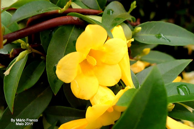  Falso-jasmim, jasmim-amarelo-da-carolina, jasmim-carolina, gelsémino.