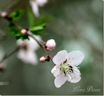 Peach_Blossoms2