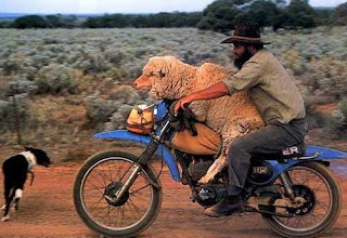 Funny animal with motorcycle Rider