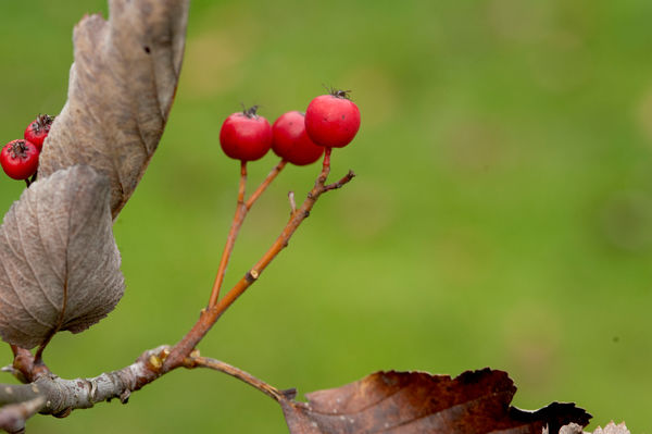 Рябина английская (Sorbus anglica)