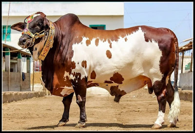 Cow Mandi 2015 Karachi Pakistan  Shehar-e-Karachi: Urdu 