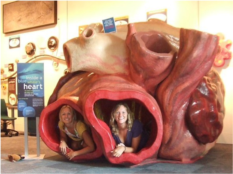 blue whale heart. 6.