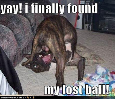 laude ke baal. funny dog pictures. peson