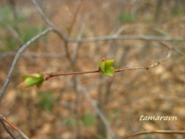 Смотрите также тему:  Спирея уссурийская / Таволга уссурийская (Spiraea ussuriensis)