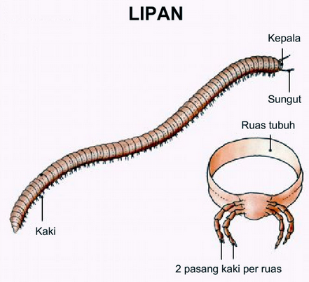 MYRIAPODA MATERI DAN SOAL IPA UNTUK SMA