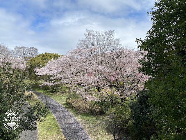 Sakura at Showa Park