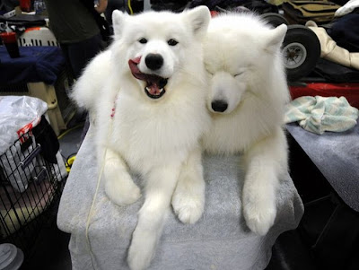 Backstage At The 135th Annual Westminster Dog Show Seen On www.coolpicturegallery.us