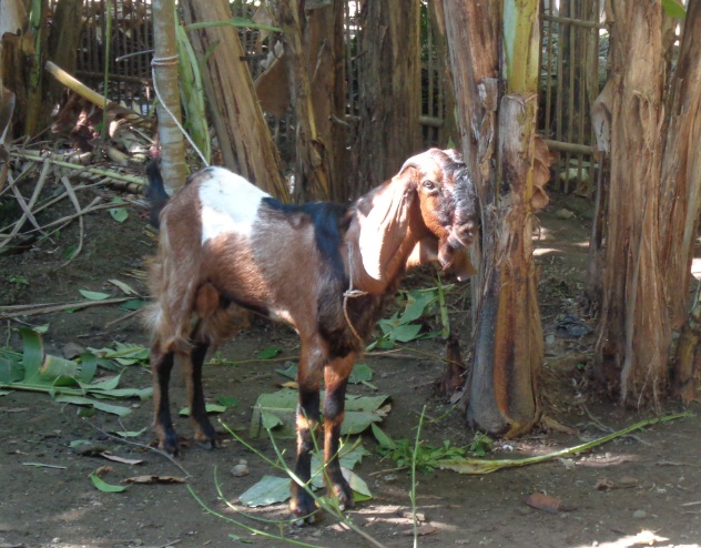 Kurban, Qurban, atau Korban sih yang Benar?