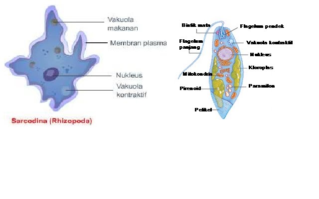 kingdom animalia Filum Protozoa Shilahudin Sirizar kingdom animalia Filum Protozoa Shilahudin Sirizar