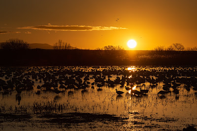 Sunrise, Bosque del Apache National Wildlife Refuge