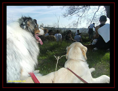 australian shepherd and golden retriever in Village of Broas