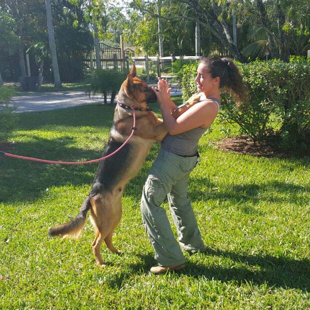Stop your dog from jumping up