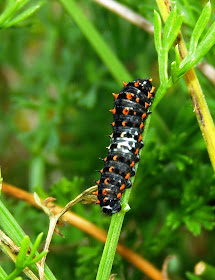 Oruga de Papilio machaon instar inicial Oruga de Papilio machaon instar inicial