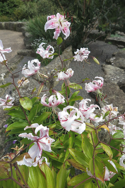 Лилия прекрасная (Lilium speciosum)