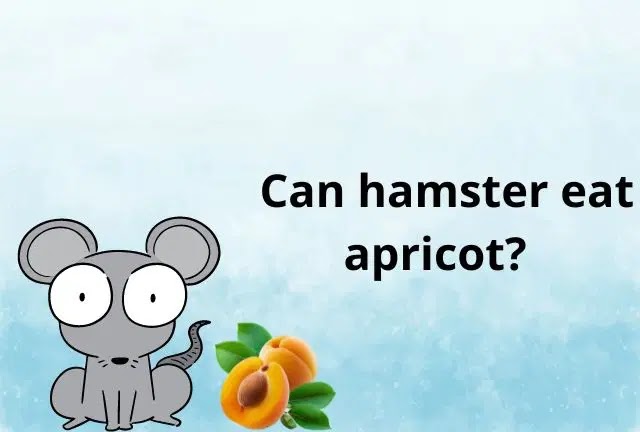 Apricots: Can Hamsters Eat Them? How to Feed Your Furry Friends Healthy Food