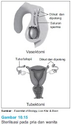 masa ovulasi pada wanita biasanya terjadi setiap Reproduksi kesehatan manusia kontrasepsi sperma alat ikhtiar mitra saluran kemampuan dikenal temporer juga ovum