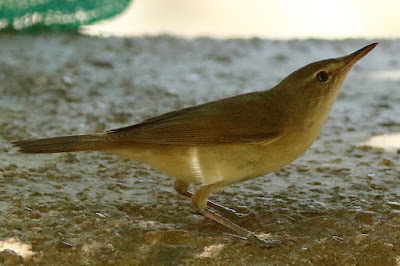 Blyth's Reed Warbler