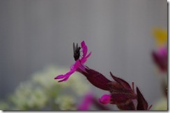 IMGP0771
