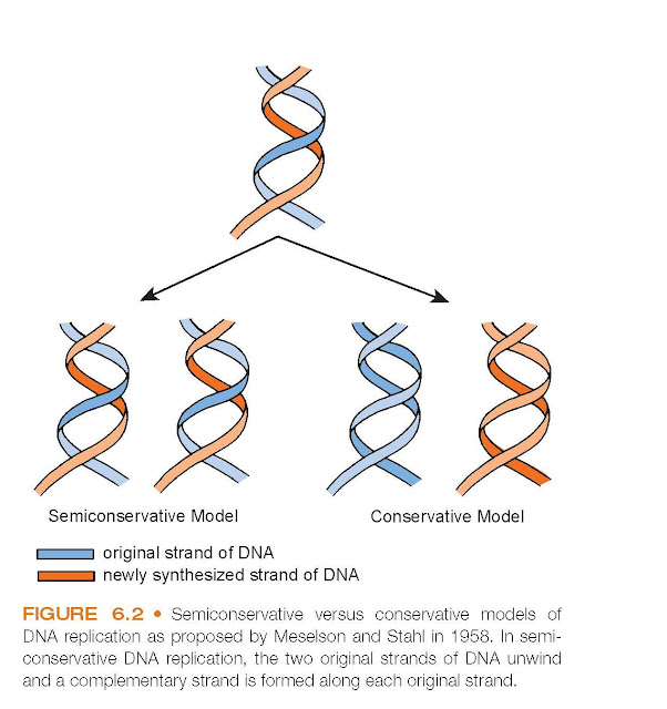 Semiconservative versus conservative models of DNA replication as proposed by Meselson and Stahl in 1958. In semiconservative DNA replication, the two original strands of DNA unwind and a complementary strand is formed along each original strand.