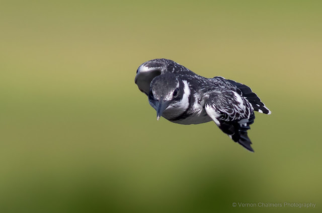 Pied Kingfisher : One of the more challenging in-flight shots using AF / AI Servo