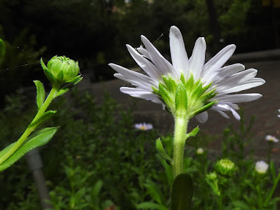 台灣狗娃花的花序