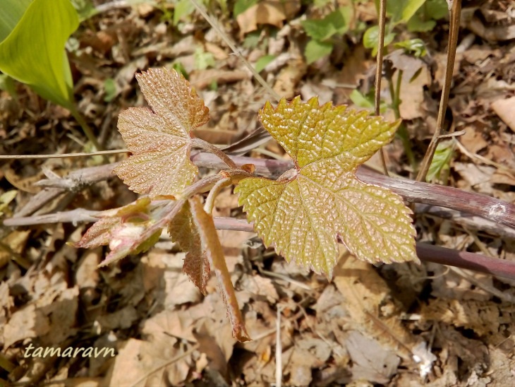 Виноград амурский (Vitis amurensis)