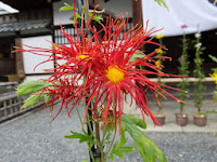 朱色は「小倉錦」という菊の花。