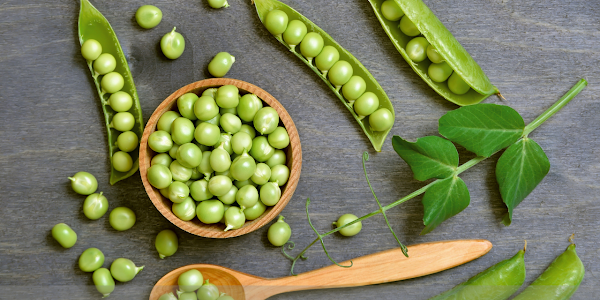 What do peas have to do with weight loss?