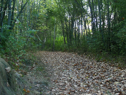 El Camí Vora Ges a tocar del riu El Camí Vora Ges a tocar del riu