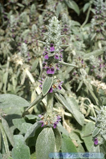 Epiaire laineuse - Epiaire de Byzance - Stachys bizantina - Stachys lanata 