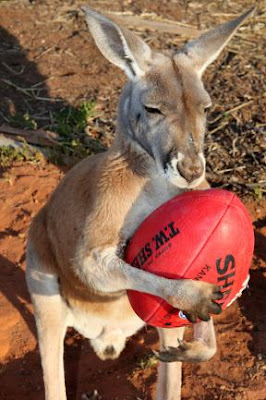 Pet Kangaroo Seen On www.coolpicturegallery.us