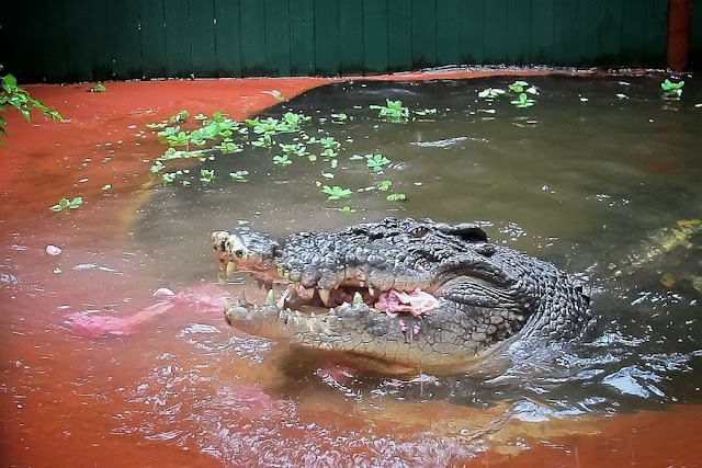 Cassius Clay - World's Largest Crocodile