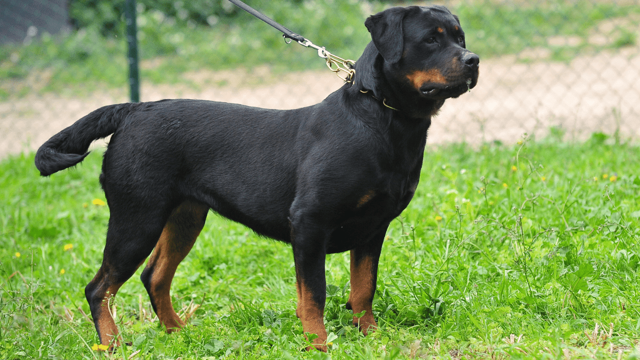 Rottweilers