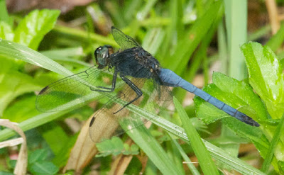 Orthetrum glaucum