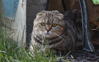  Sorgenta's Mia Maxilliana Scottish Fold black tabby classic