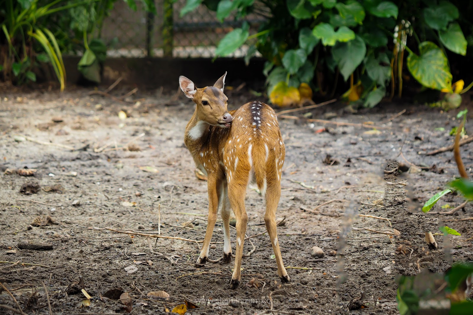 Zoo Taiping & Night Safari