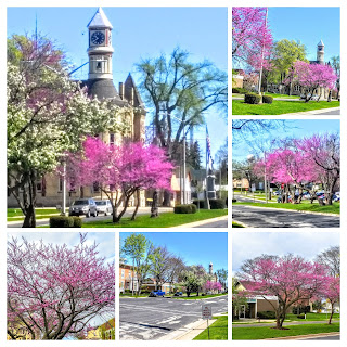 Columbus Wisconsin Redbud Tree