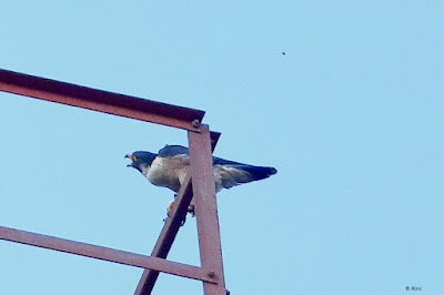 "A Peregrine Falcon (Shaheen), scientifically known as Falco peregrinus, perched on a radio tower, characterised by its sleek, grayish-brown feathers and powerful wings."