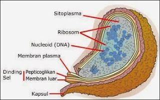 10 Ciri Ciri Bakteri, Penjelasan, dan Gambar Ilustrasinya