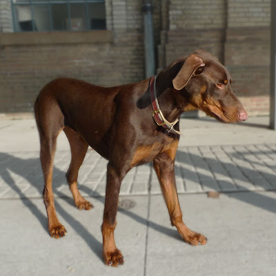 doberman pinscher