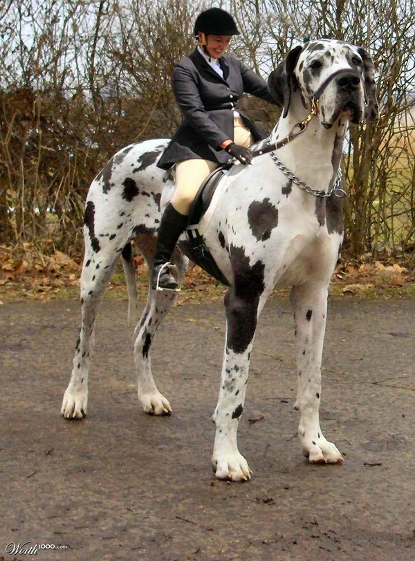 Cute Dogs|Pets: Great Dane~Tallest Dog in the World Pictures