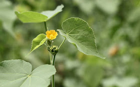 Indian Mallow Flowers