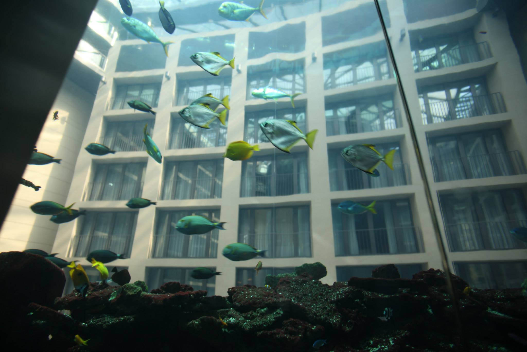  Aquariums For Kids To See and Explore, Aquadom Berlin