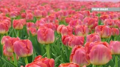 Tulip Bulbs