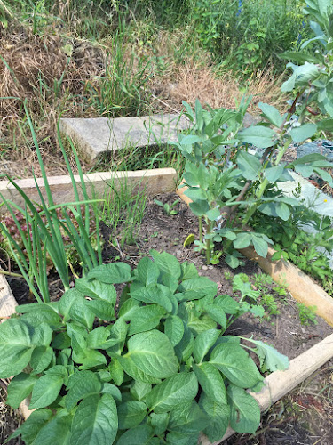 Square Foot Garden