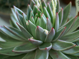 Echeveria agavoides 