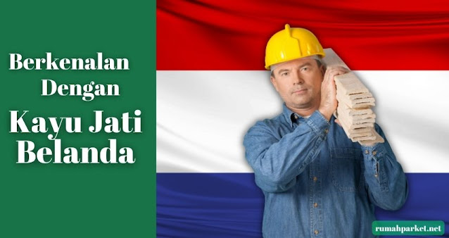 Kayu jati belanda